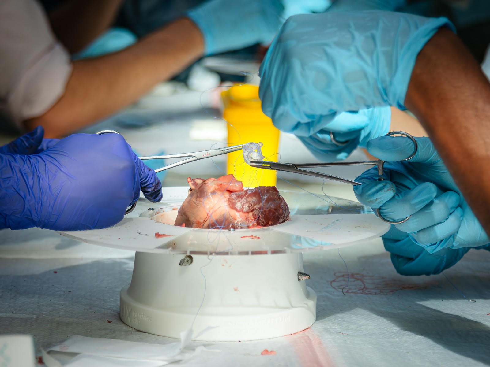 Trainees performing an aortic valve replacement on the CALIX Cardiac Cup